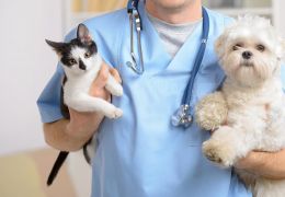 Saiba como escolher um bom veterinário para o seu pet