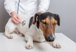 Saiba mais sobre o botulismo em cães