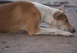 Tratamento caseiro para sarna em cães