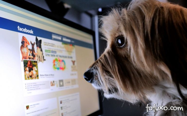 Facebook proíbe venda de animais dentro da plataforma