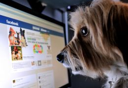 Facebook proíbe venda de animais dentro da plataforma