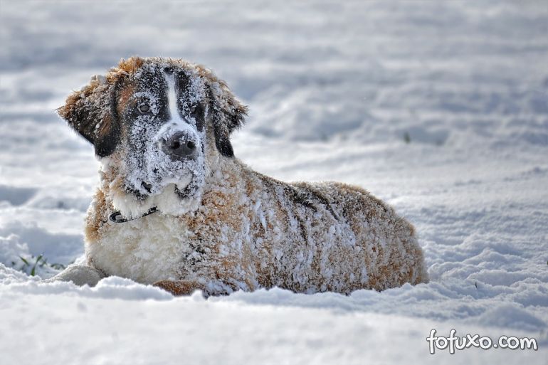 Saiba mais sobre hipotermia em cães