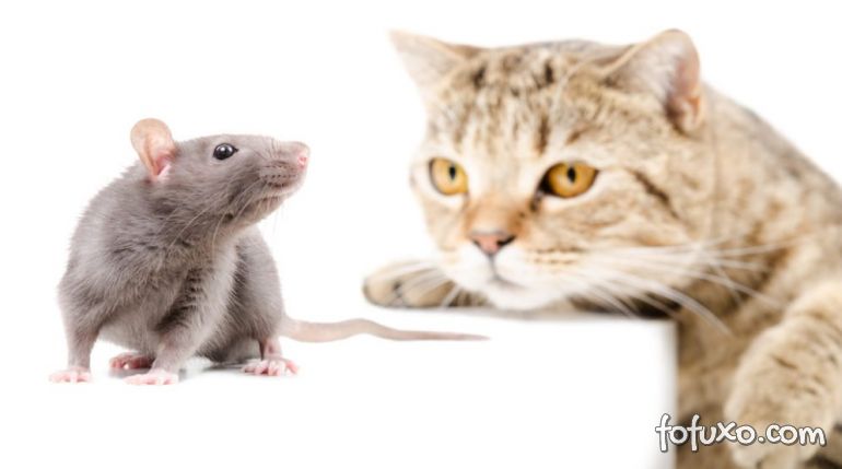 O que fazer quando um gato come um rato?