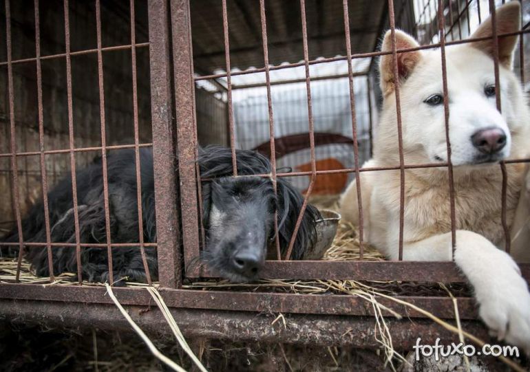 Justiça proíbe matar cachorros para consumo na Coreia do Sul