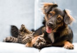 Pesquisa revela semelhanças e diferenças entre tutores de cães e gatos