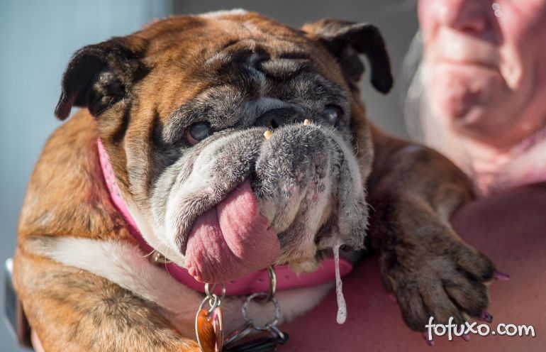 Bulldog é eleita cachorro mais feio do mundo