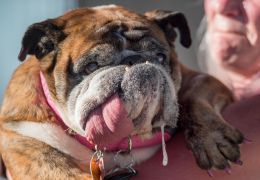 Bulldog é eleita cachorro mais feio do mundo