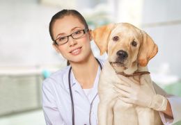 Belo Horizonte vai ganhar primeiro hospital público veterinário