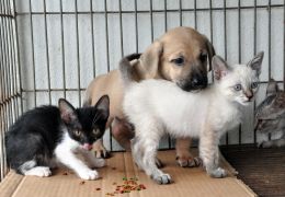 MT aprova lei que proíbe extermínio de cães e gatos