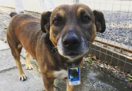 Cachorro vira gerente de estacionamento no Rio Grande do Sul