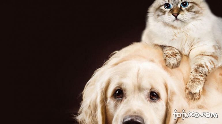 Saiba o que é mito e o que é verdade nas idades dos cães e gatos