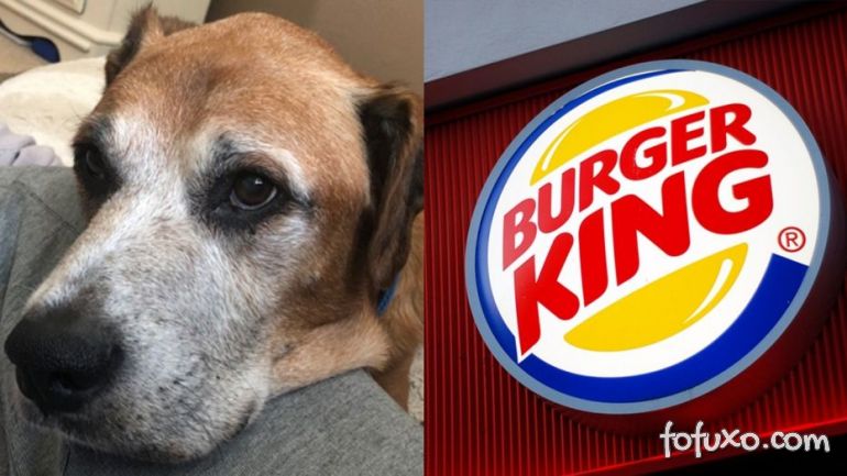 Cachorro com câncer terminal ganha hambúrgueres todos os dias