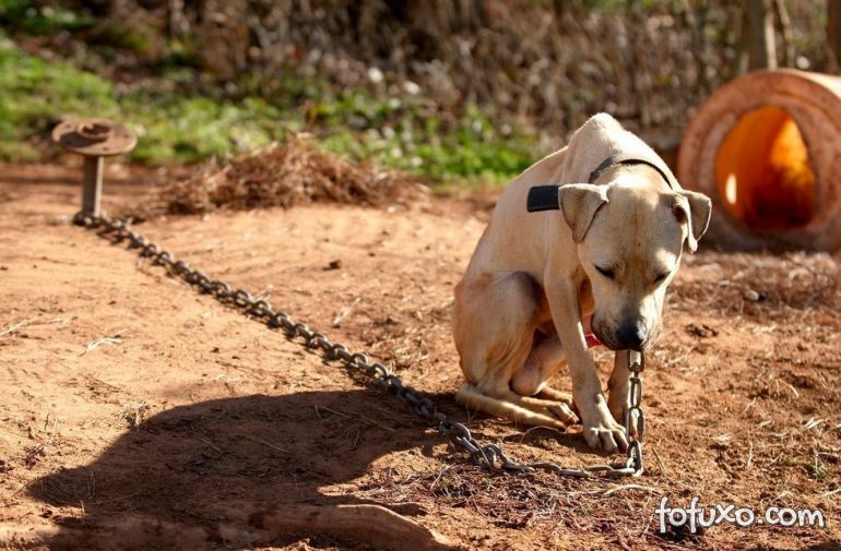 Florianópolis aprova lei que torna crime deixar cachorro acorrentado