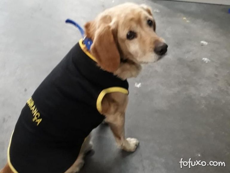 Cachorro perdido vira segurança de shopping