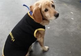 Cachorro perdido vira segurança de shopping