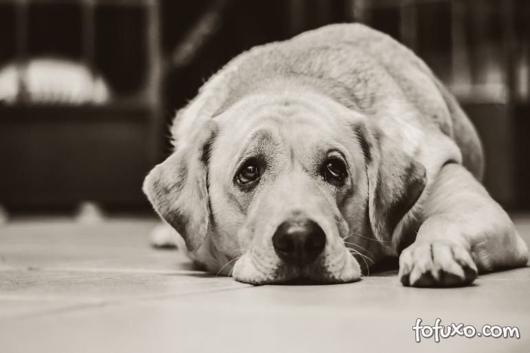 Saiba como identificar a depressão em cachorros
