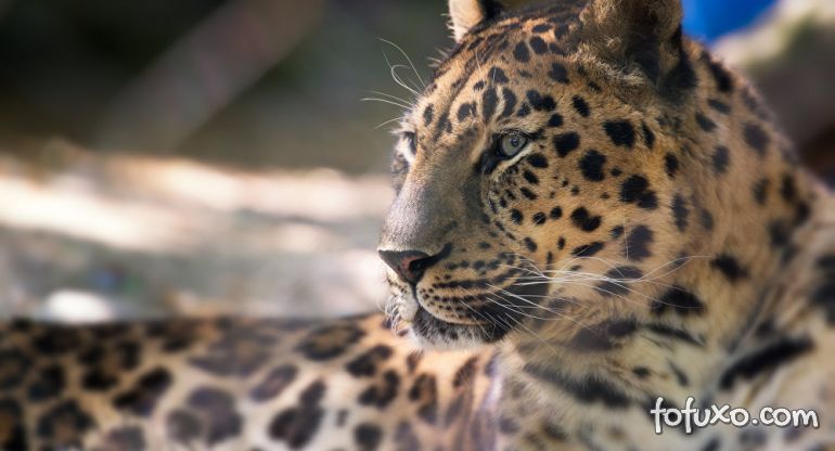 Cachorros enfrentam Leopardo e Leão na índia