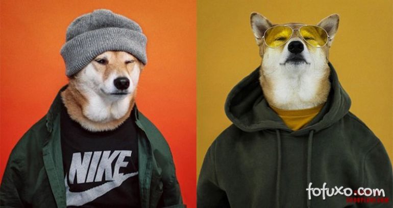 Cachorro ‘estiloso’ faz sucesso nas redes sociais
