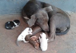 Cachorra adota filhotes de gatos abandonados