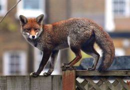 Gatos estariam sendo mortos por raposas em Londres