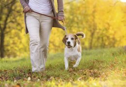 5 Dicas para facilitar o passeio com cachorro