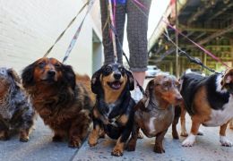 Startup cria plataforma para conectar passeadores e donos de cães