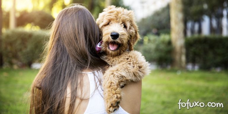 Estudo afirma que pessoas se importam mais com cães do que com outras pessoas