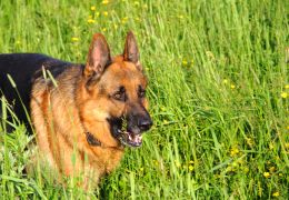 Plantas perigosas: Confira uma lista para proteger seu cachorro