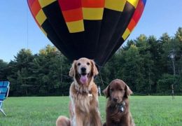 Cachorro com câncer terminal anda de balão e ganha cheeseburger