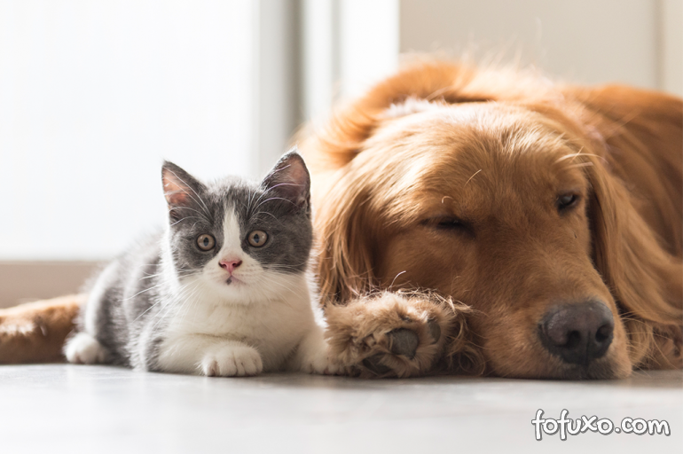 Confira os principais sintomas do Alzheimer em cães e gatos