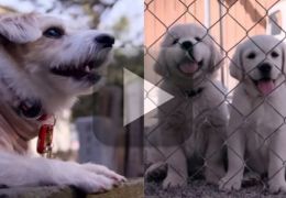 Netflix divulga trailer da série documental “Dogs”