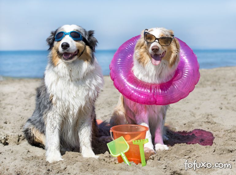 Dicas essenciais para cuidar dos cachorros no verão