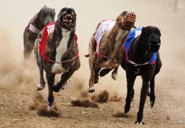 Flórida vota por proibir corrida de galgos