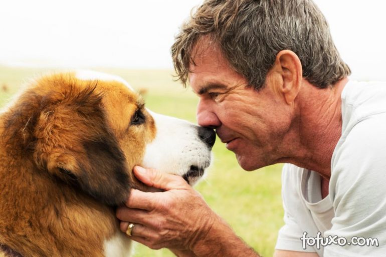 Confirmado retornos no elenco do filme “Quatro Vidas de um Cachorro 2”