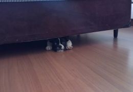 Por que os cães gostam de se esconde debaixo das camas?