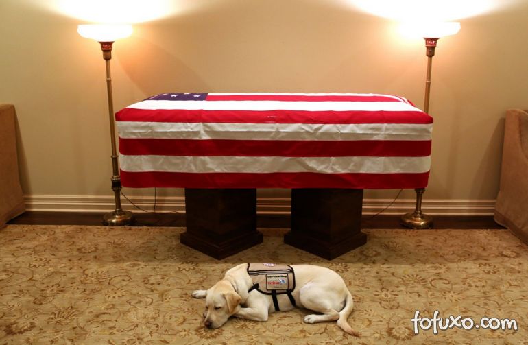 Cachorro de ex-presidente dos EUA falecido aparece ao lado do caixão do ex-dono
