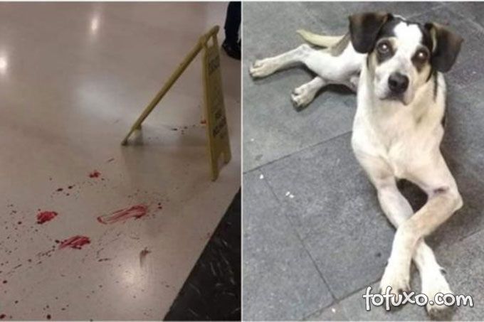 Morte de cachorro em loja de Carrefour gera revolta 