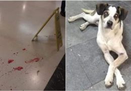 Morte de cachorro em loja de Carrefour gera revolta 