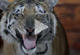 Tigre e cachorro brincam de pega-pega em zoo
