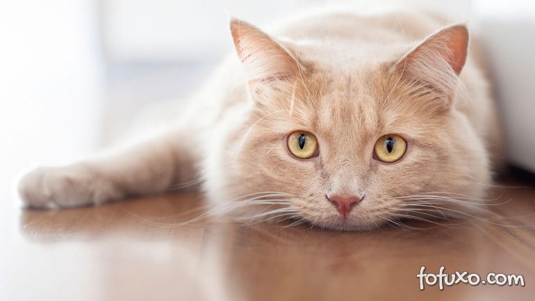 Feridas abertas em gatos: Saiba como cuidar