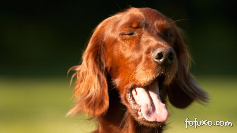 Seu cachorro espirra muito? Conheça possíveis causas