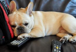 Alemanha lança canal de televisão para cachorros