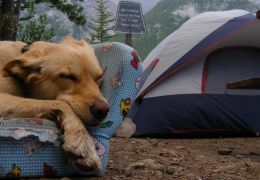 Dicas para acampar com seu cachorro