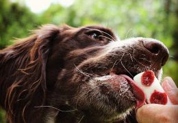 Picolé para cachorros: saiba como fazer para os dias mais quentes