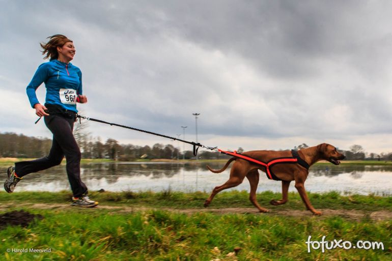 Conheça o Canicross: Corrida com cachorros