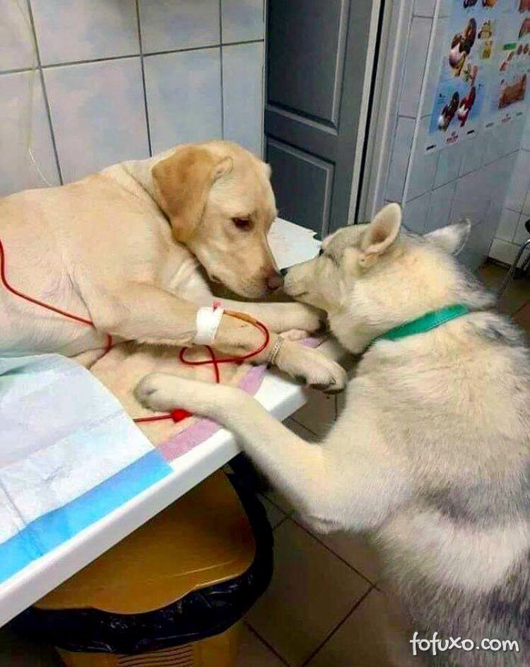 Foto mostra cachorro dando apoio a paciente em clínica veterinária