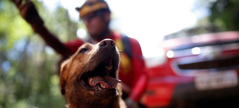 Cães ajudam nas buscas por vítimas em Brumadinho