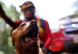Cães ajudam nas buscas por vítimas em Brumadinho