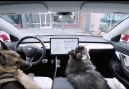 Tesla cria modo que cuida de cachorro enquanto dono estiver longe
