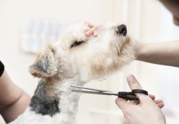 Confira alguns cuidados ao tosar o cachorro